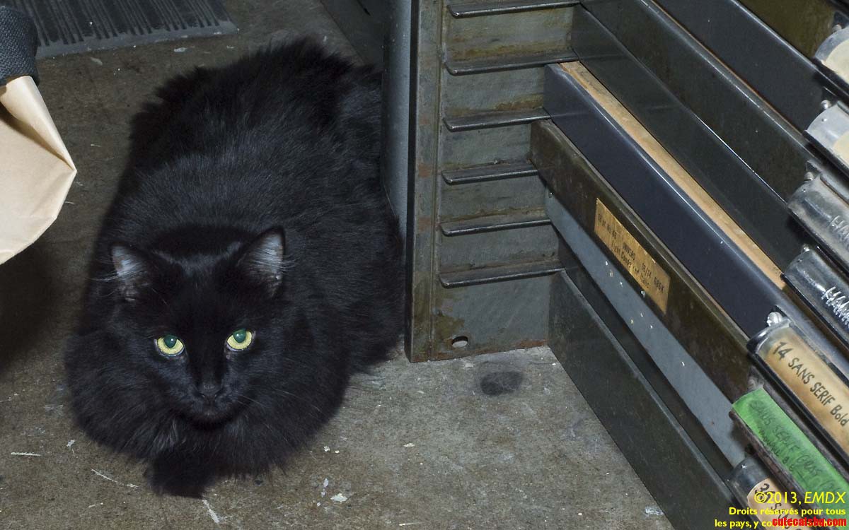 My Father S Cat  Boule Noire  Black Ball  in His Workshop.
