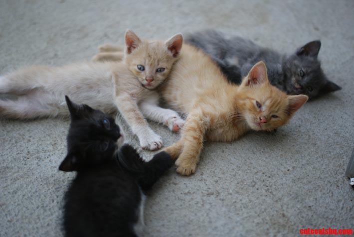 My Friend Just a Spent a Week with Four Kittens. So Jealous.
