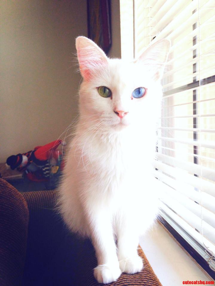 My Friend S Beautiful Cat