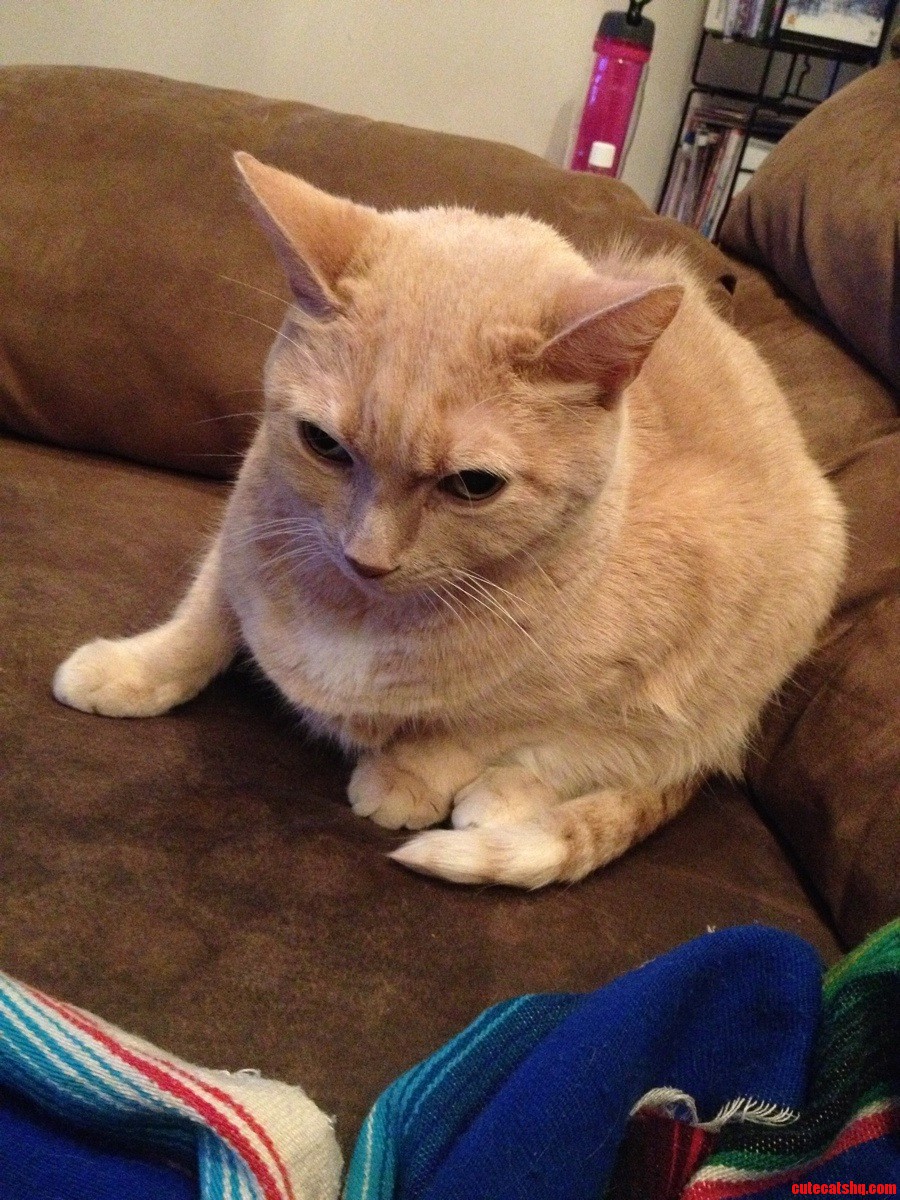 My Friend S Cat Angel