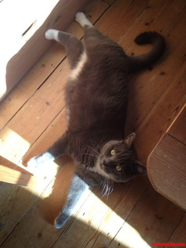 My Friend S Cat Oz  the Camera Whore.