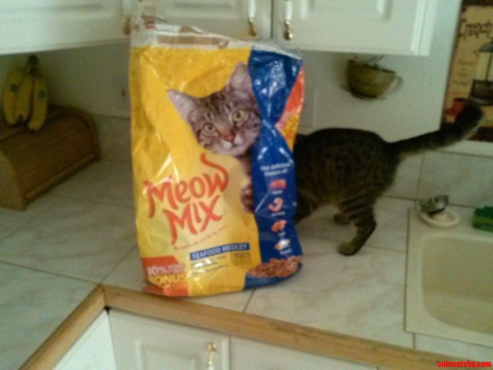 My Friends Cat Playing Peek-a-boo