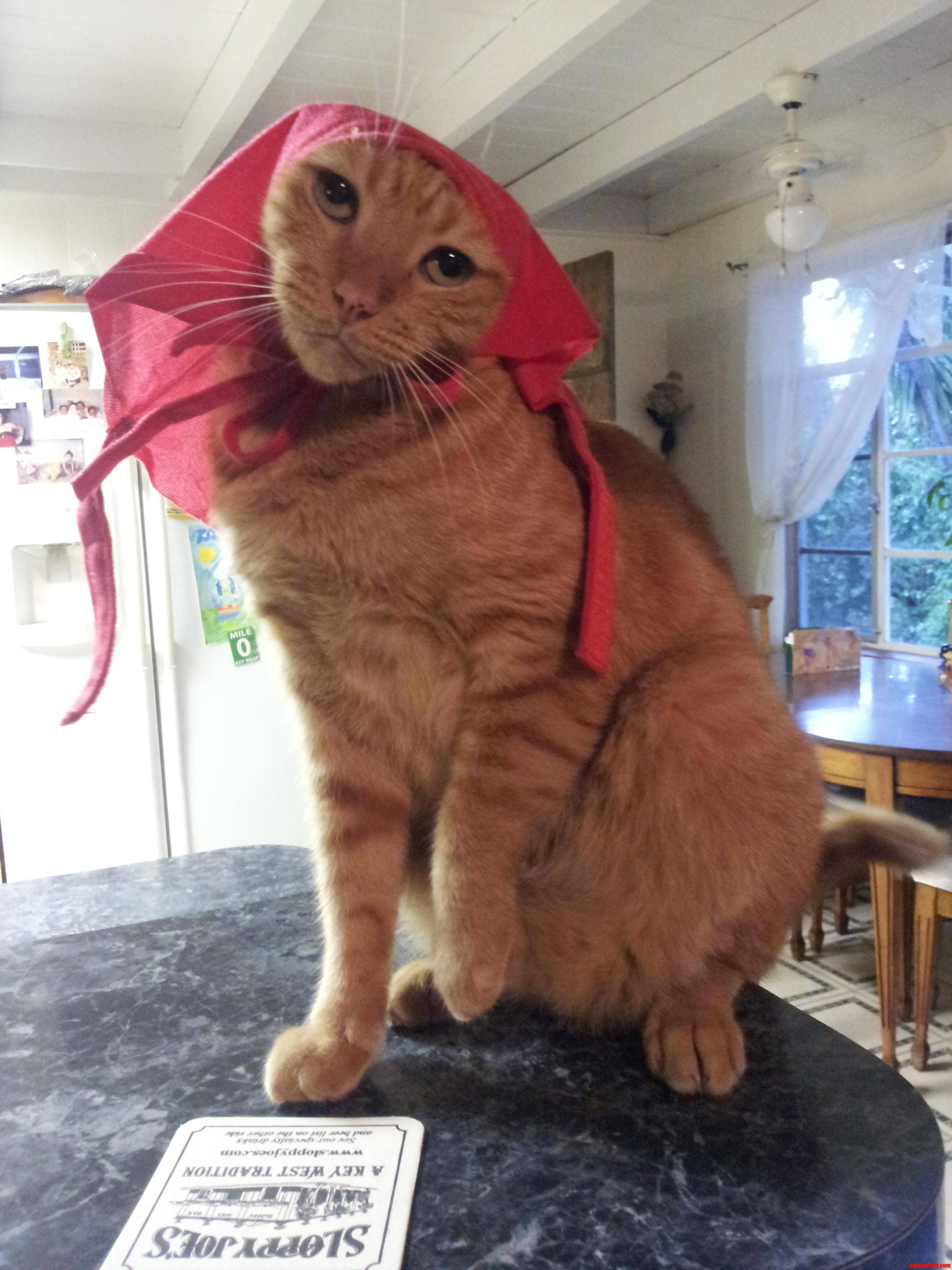 My Girlfriends Mother Theresa Cat. This Should Be a Good Cat Meme.