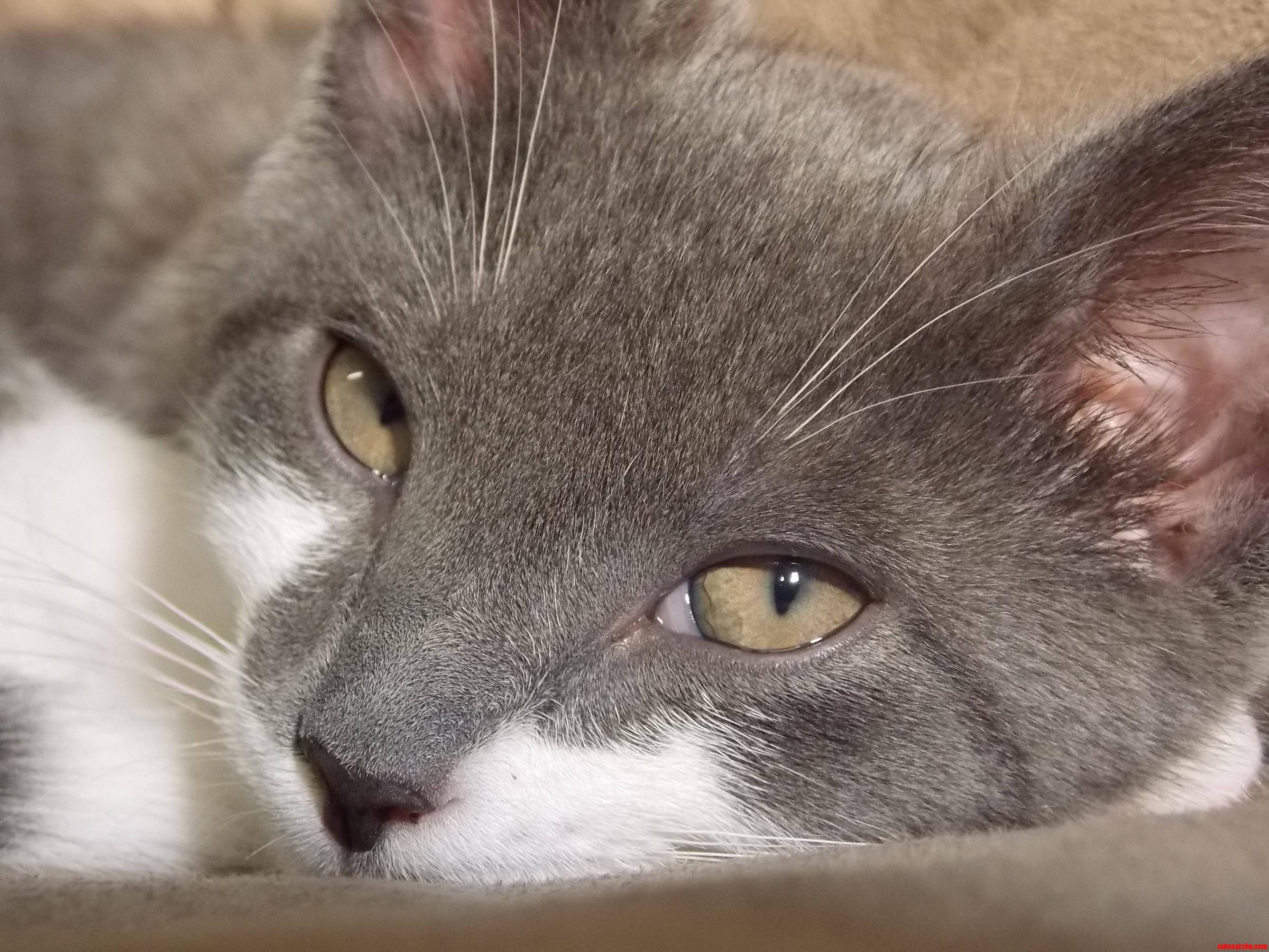 My Handsome Kitty Loki