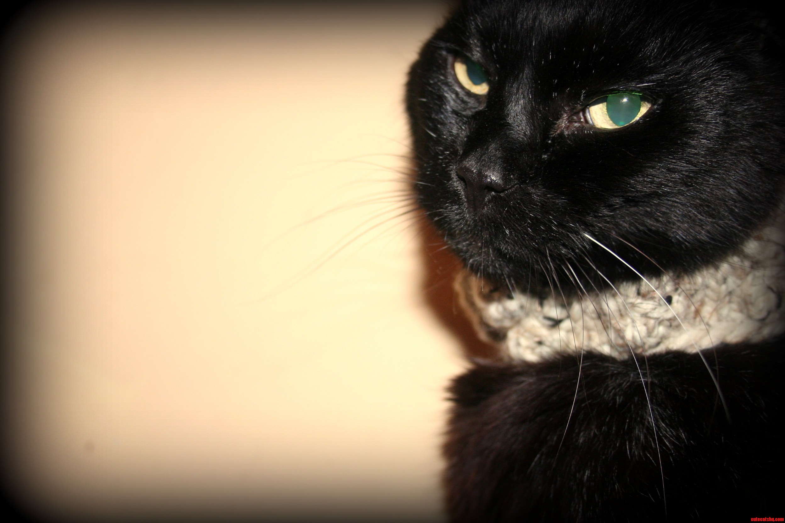 My Hugo Is a Dapper Old Gent.