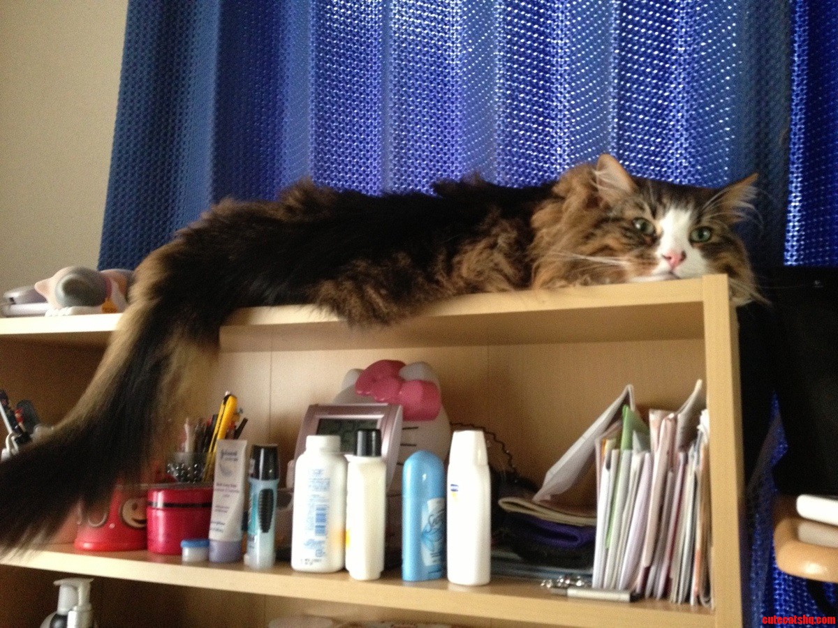 My Husband Finally Turned in the Ac Unit That S Above This Bookcase. This Was the Result.