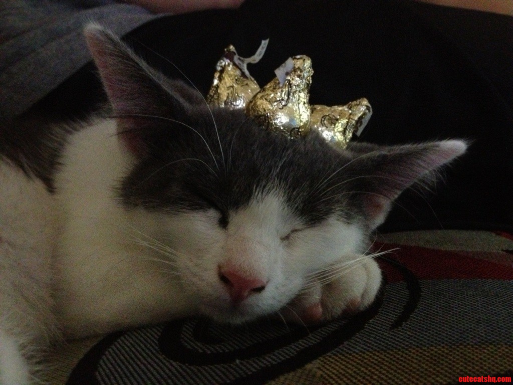 My Husband Gave Dakota 3 Kisses. Now He Looks Like a King.