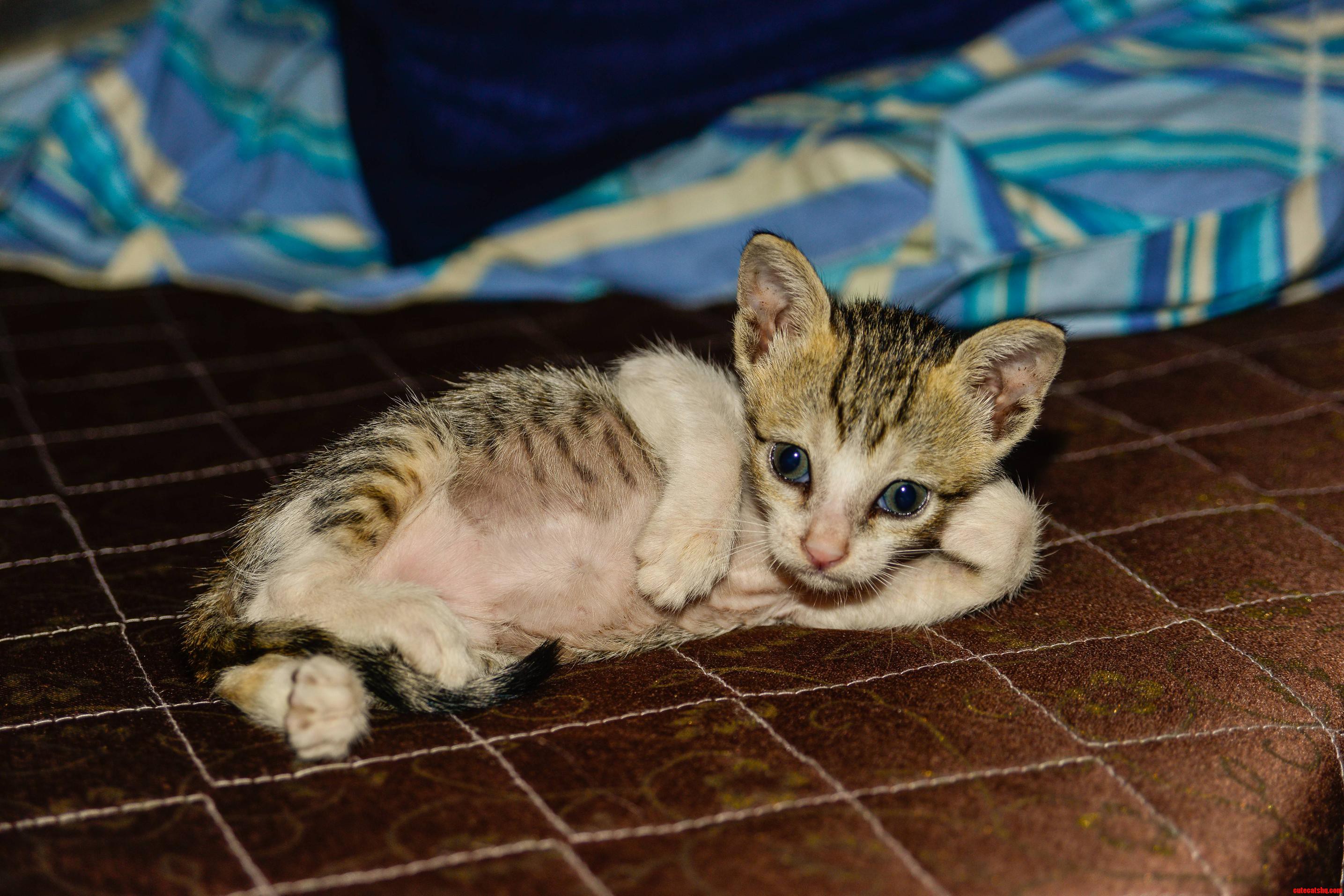 My Indian Host S Cat Kitzer Hugo. I Ll Just Leave This Right Here.