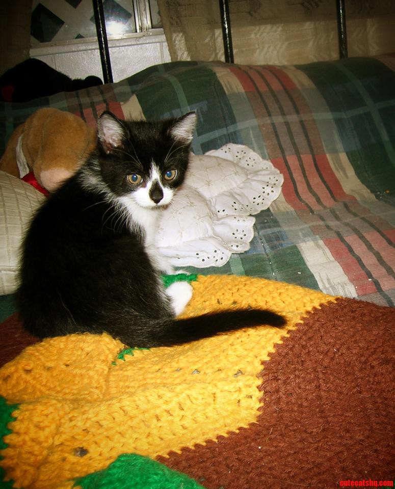 My Kitteh Bruiser When He Was a Wee One