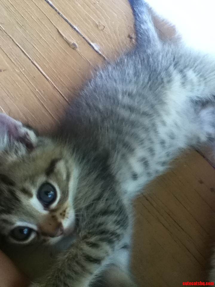My Kitten Thor