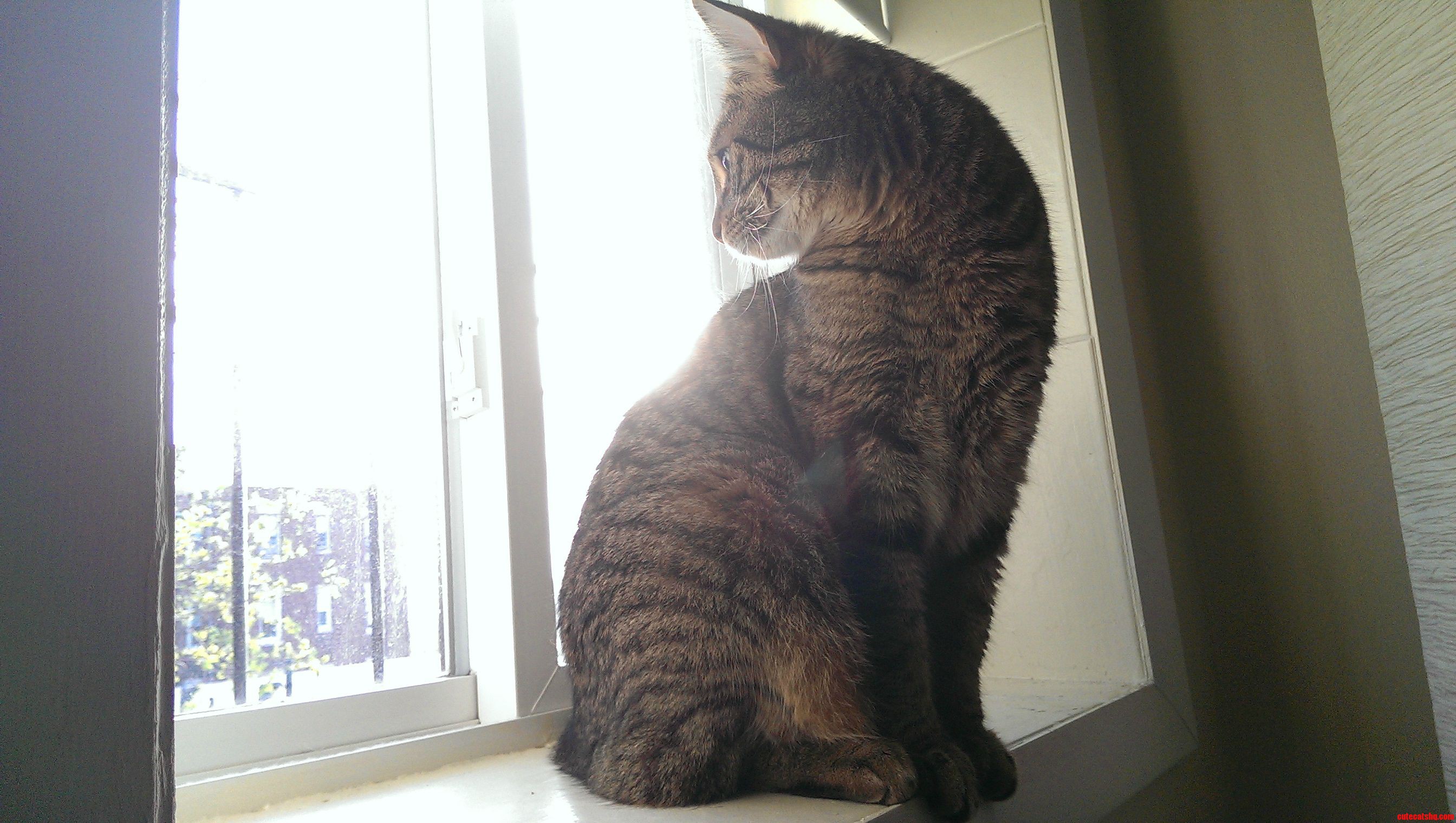 My Kitty  Bird Watching Over His Shoulder Early in the Morning