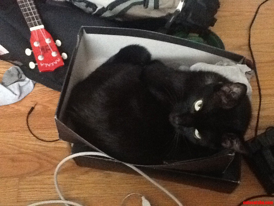 My Kitty Found a New Bed.