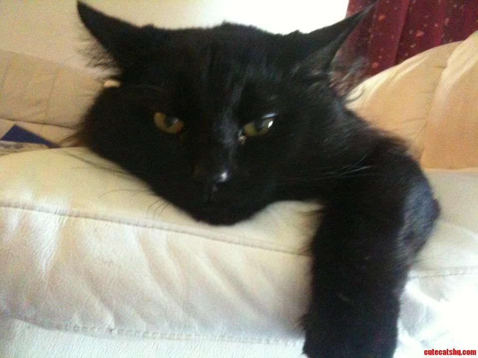 My Lazy Cat.