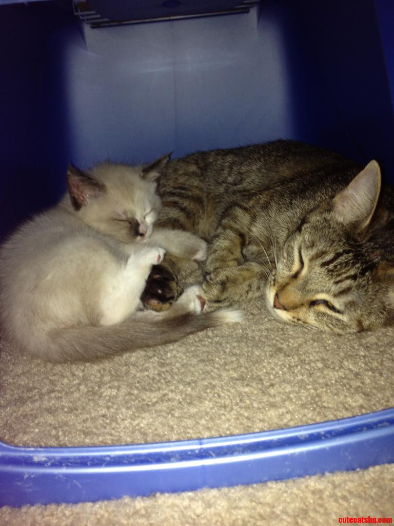 My Little Babies  Estelle and Scion