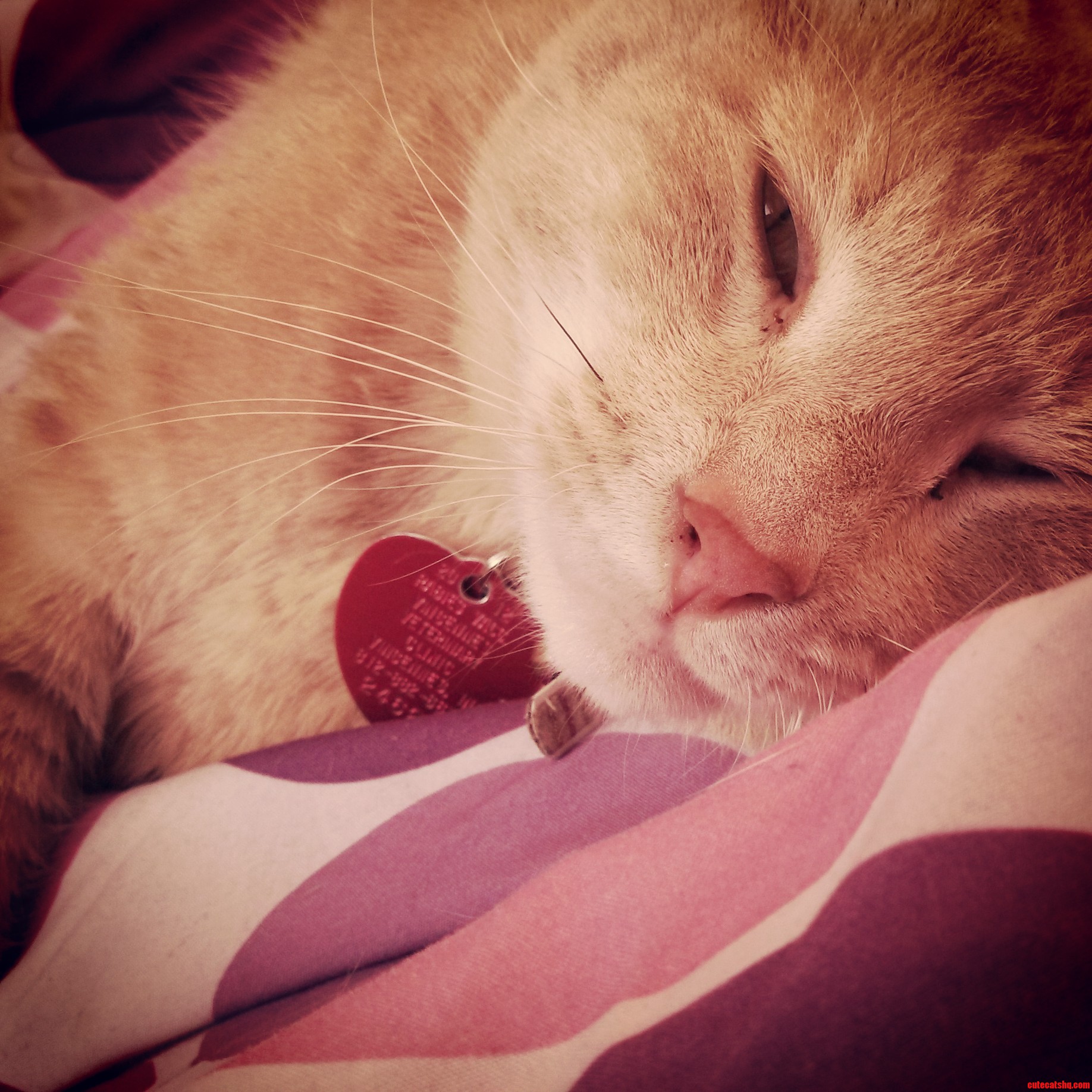 My Little Buddy in a Sleepy Daze