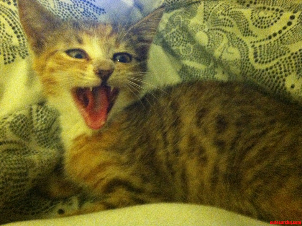 My Little Rescue Kitten   She S Just So Cute  Isn T She