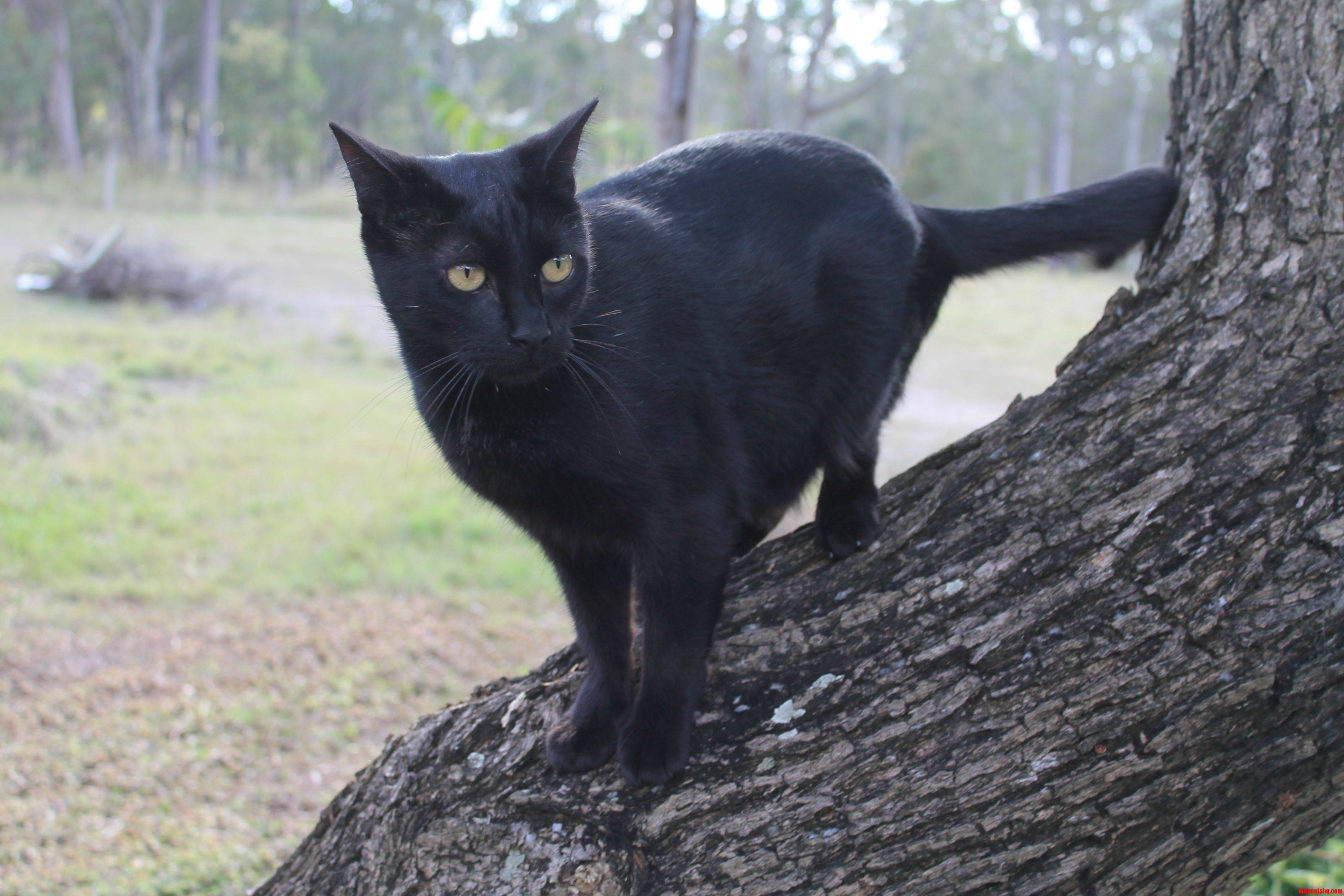 My Majestic Black Cat  Mouse
