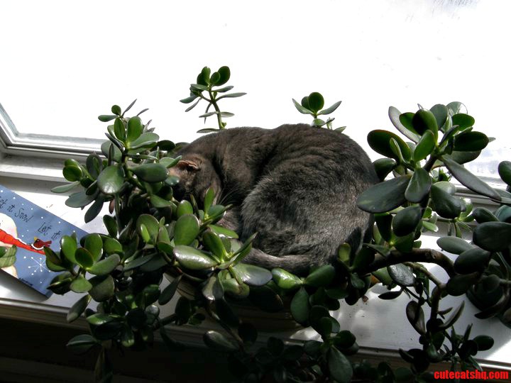 My Mom Recently Asked Why Her Plants Have Been Squished Down Today I Discovered the Answer
