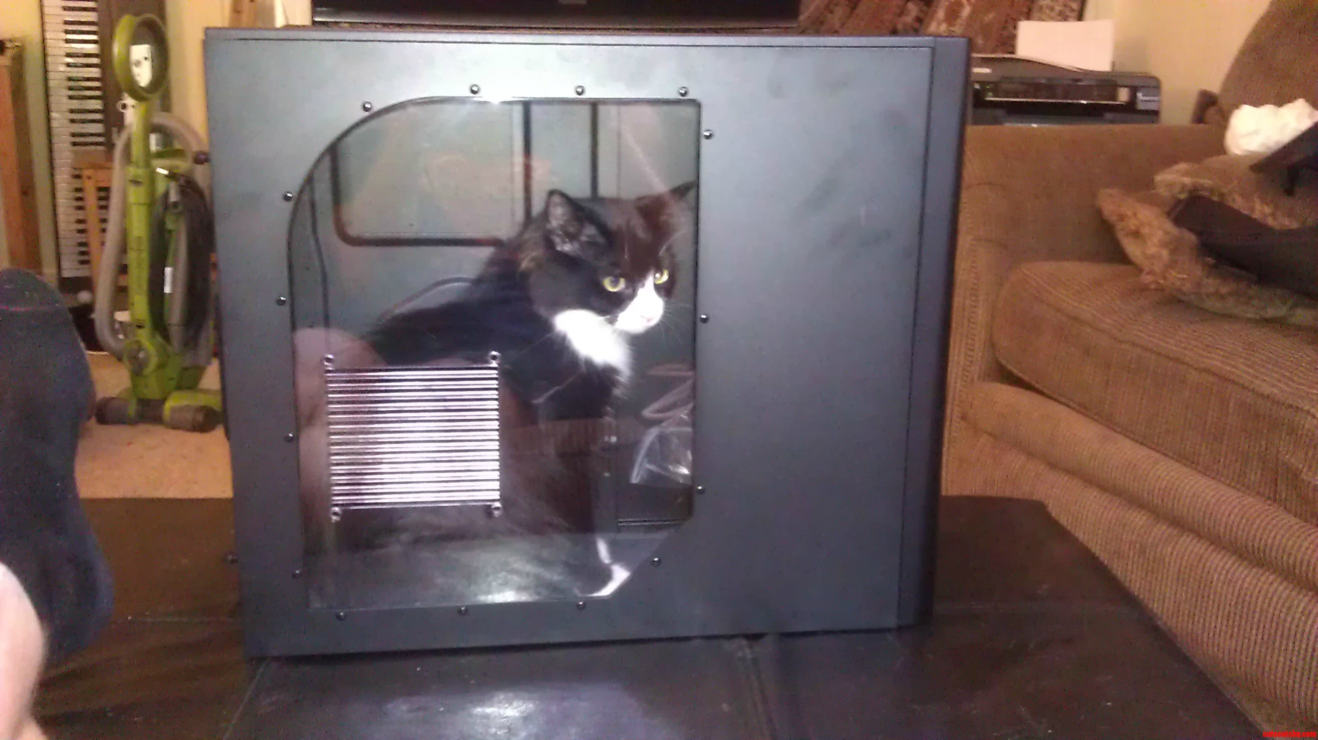 My New Computer Works Purrfectly