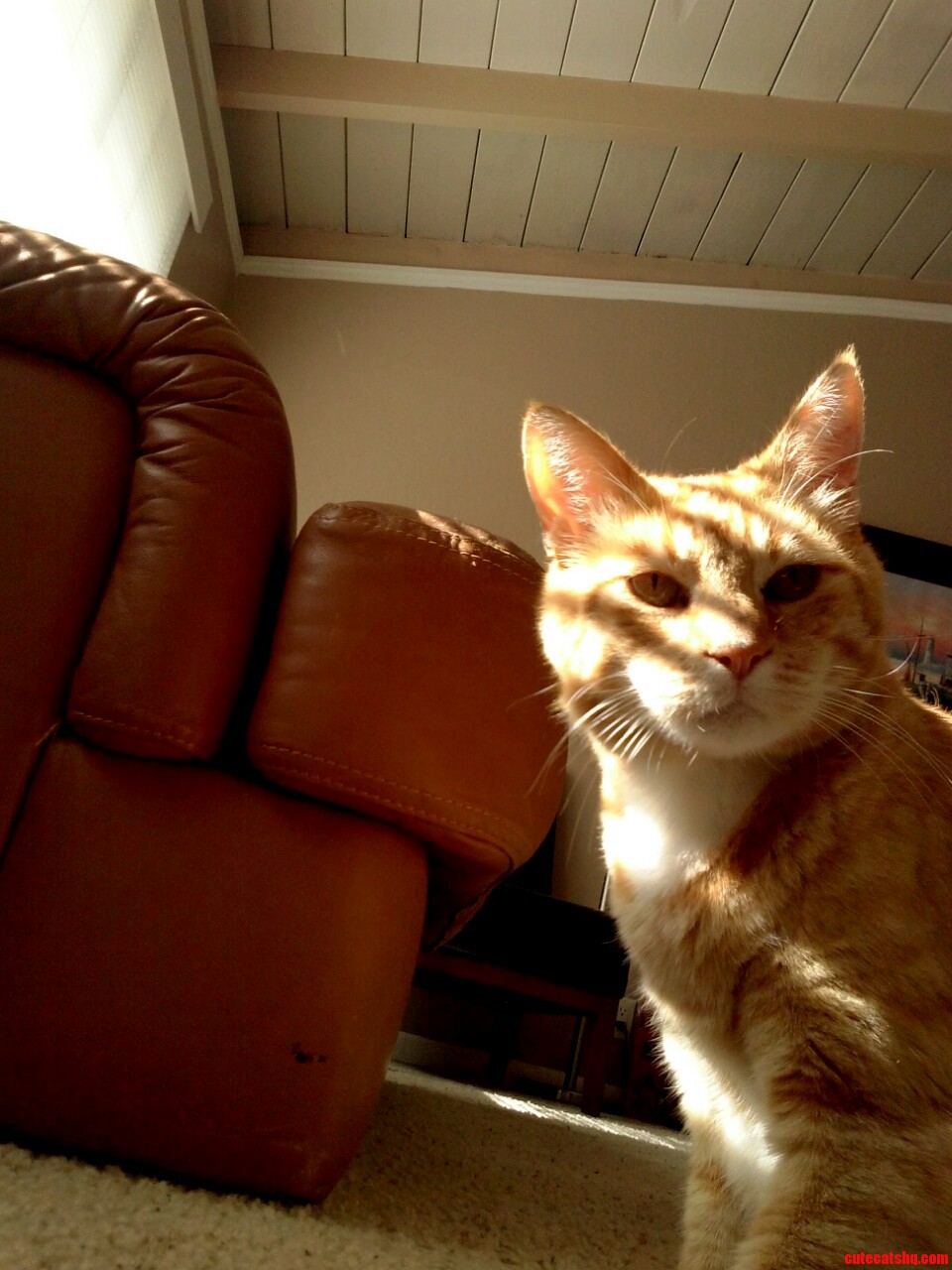 My Old Fart of a Cat Was Looking Rather Majestic Today