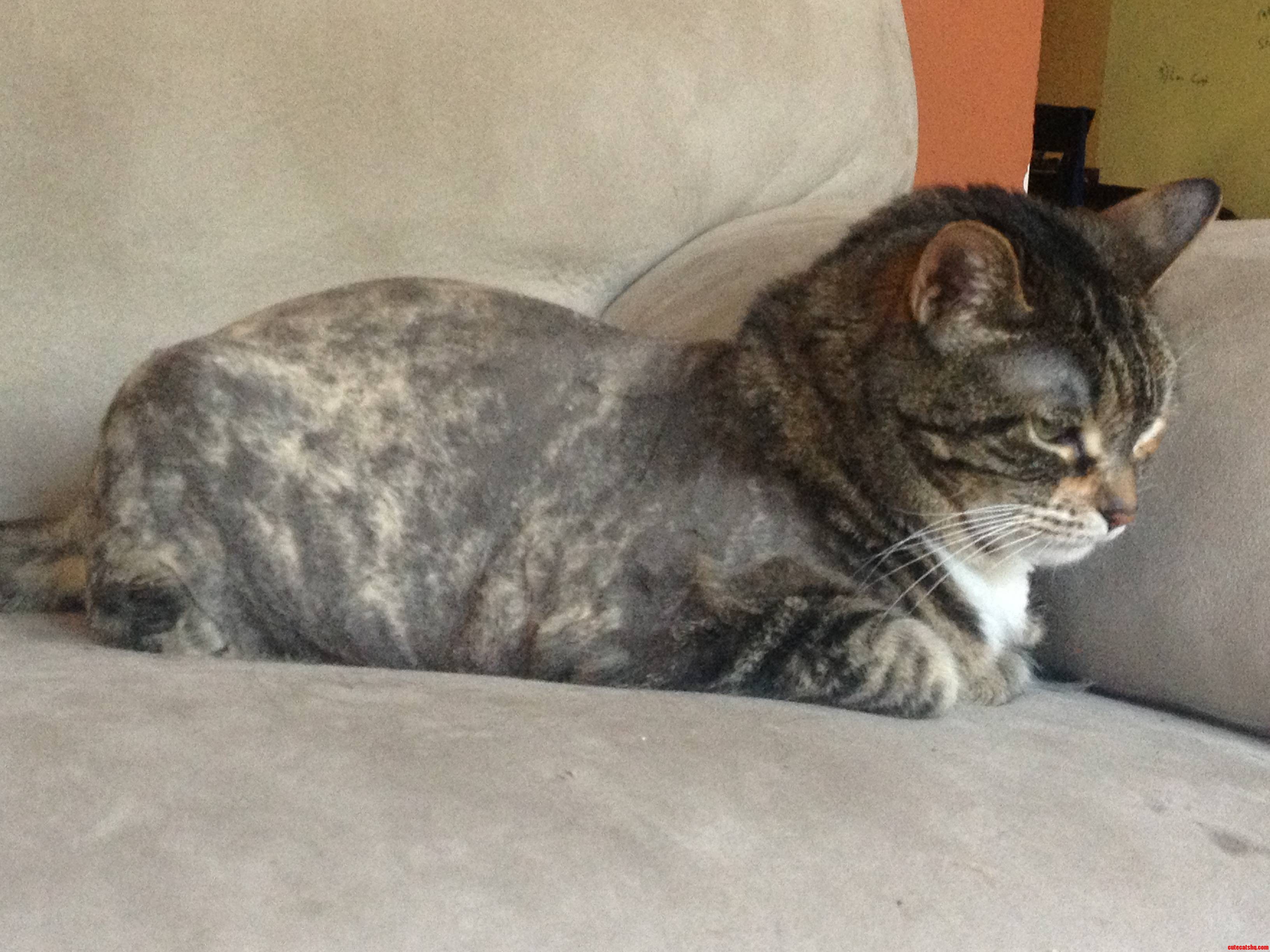 My Older Lady Cat Is Starting to Have a Hard Time Keeping Up with Her Fur  So We Decided to Shave Her This Summer. She S Gonna Puke in All My Shoes  Isn T She