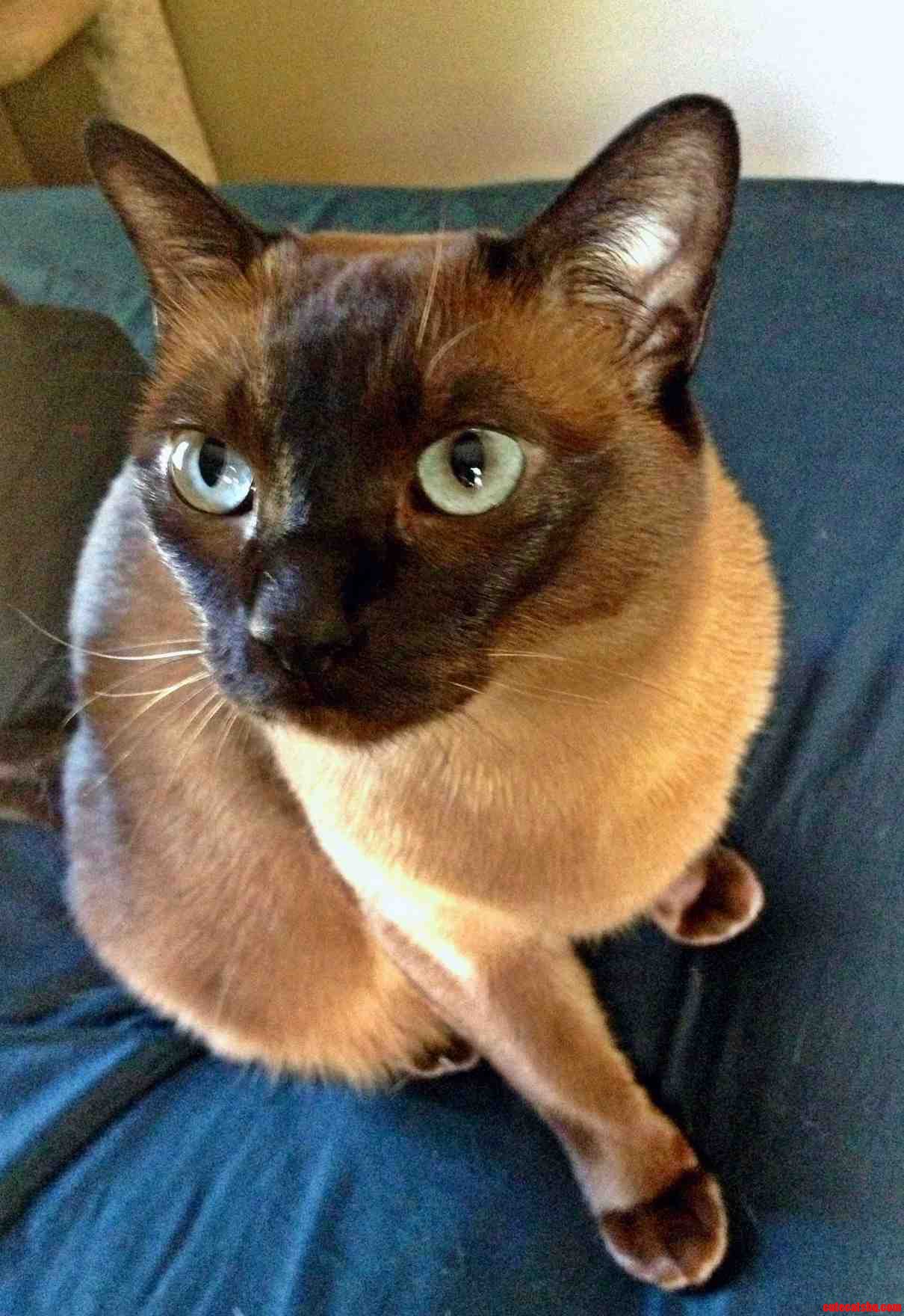 My Olive