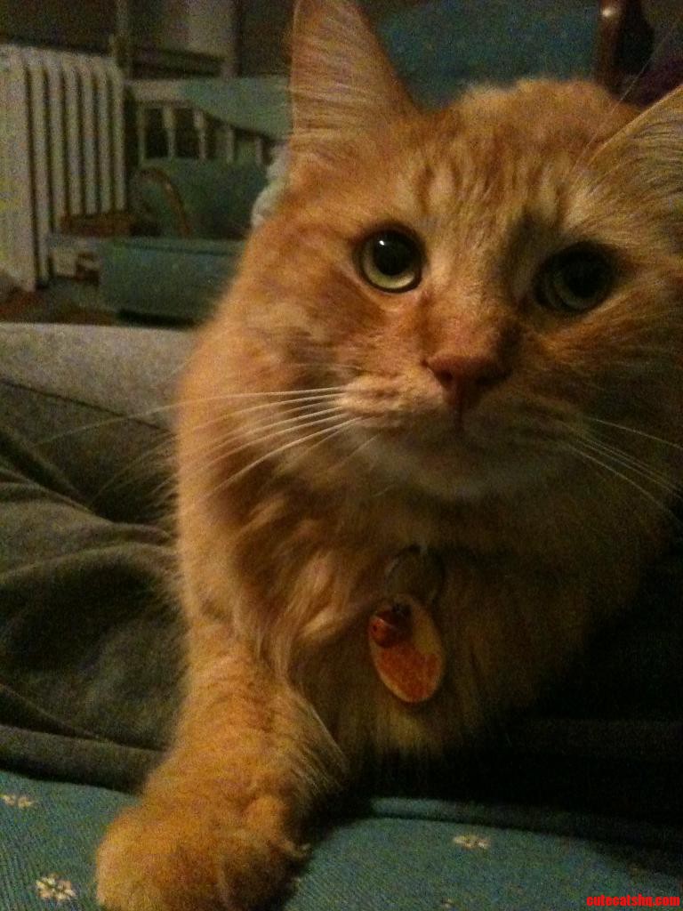 My Orange Fluff Ball  Jagerbomb Ii