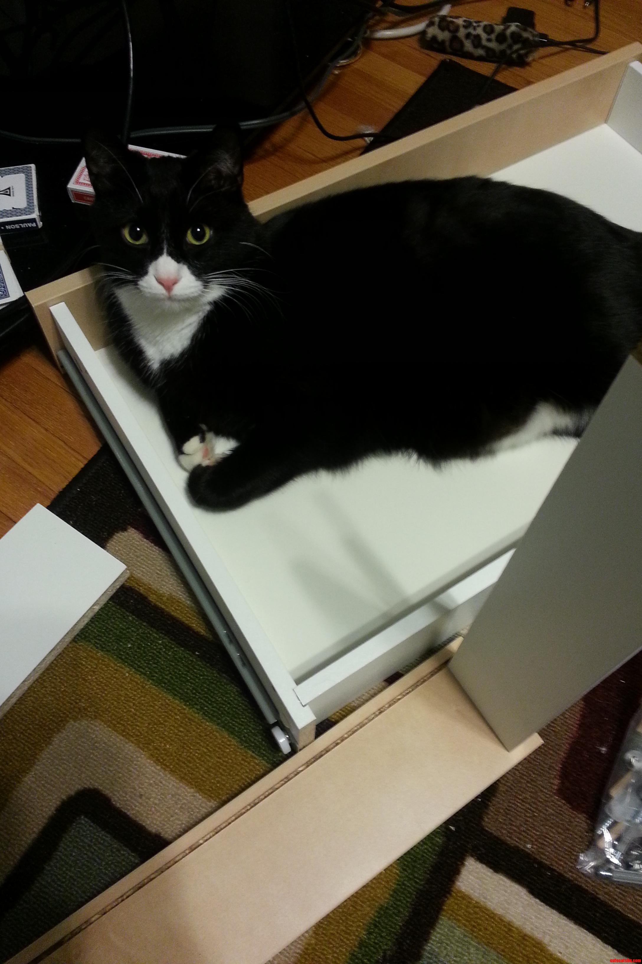 My Overly Helpful Kitty   Ikea Furniture