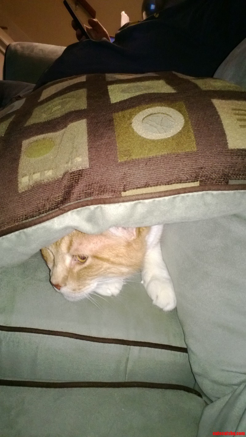 My Poor Big Baby Is Terrified of Fireworks -