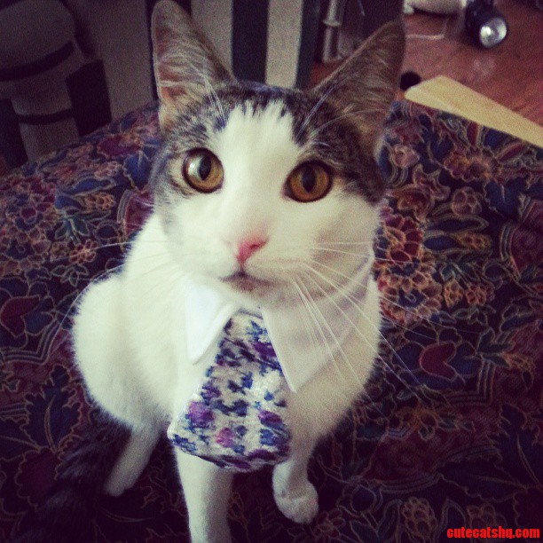 My Recently Adopted Cat Chili Doesn T Know What to Make of His New Collar.