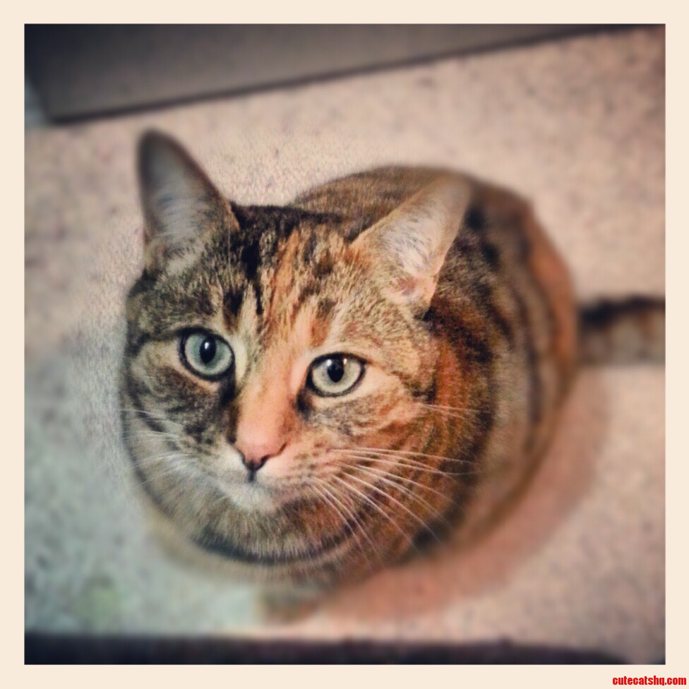 My Rescued Kitty Sandy