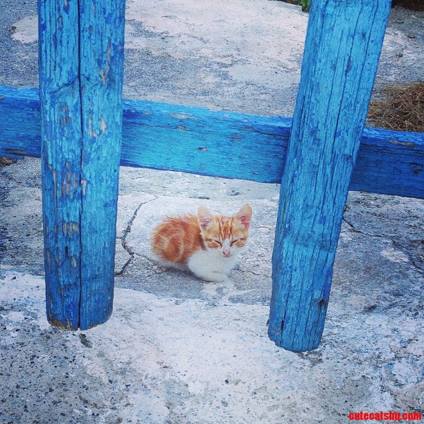 My Sister Is on Vacation in Greece and Ran Into This Little Guy Today