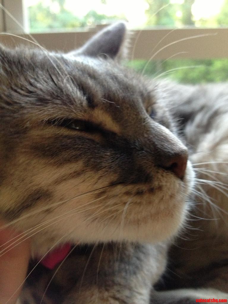 My Sister S Cat Was Finally Cuddly with Me.