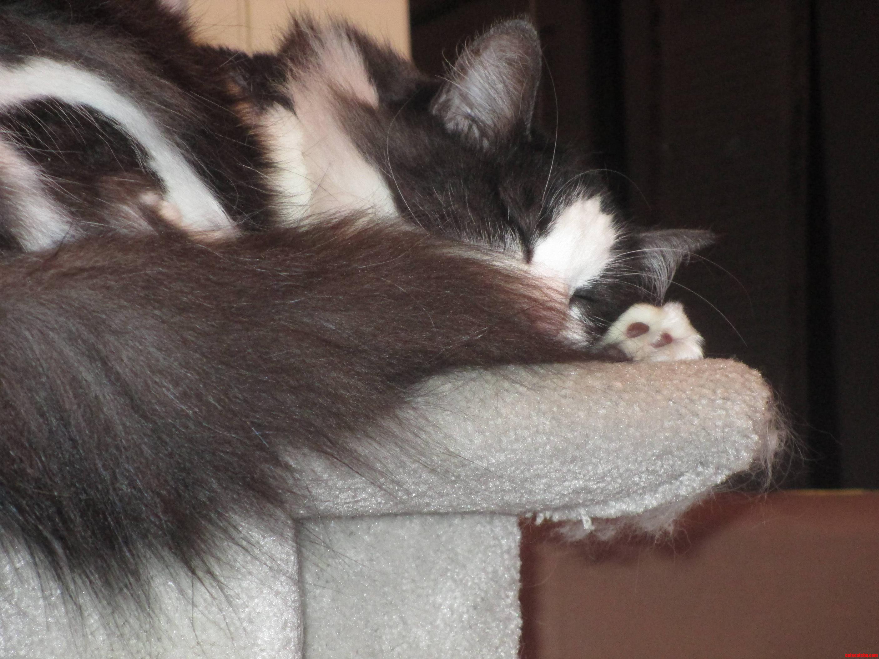 My Sleepy Kitty Misty Uses Her Tail As a Pillow.