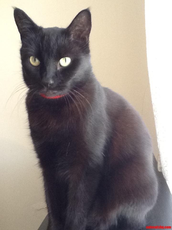 My Special Little Rat.