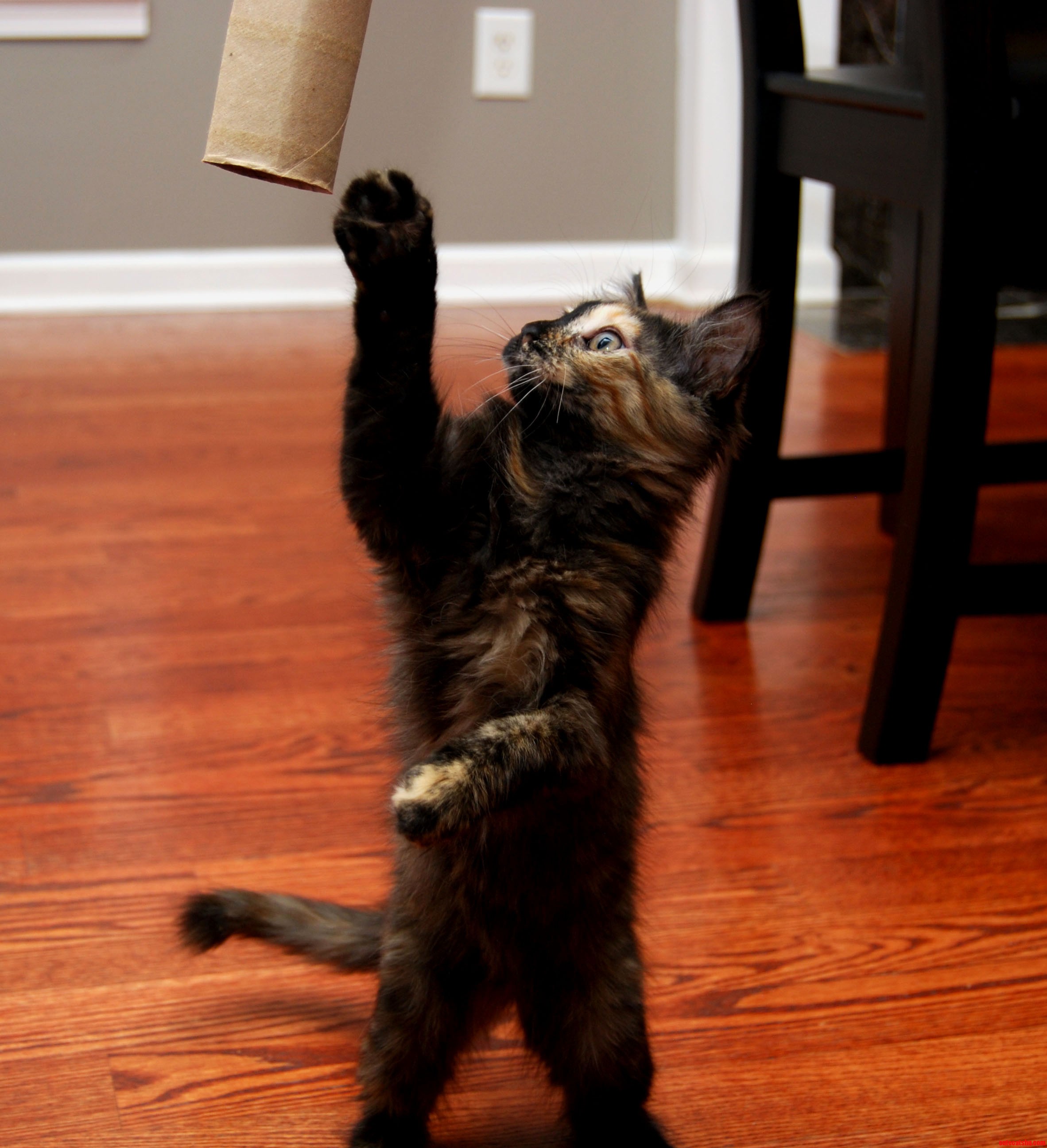 My Super Playful Tortie Kitten