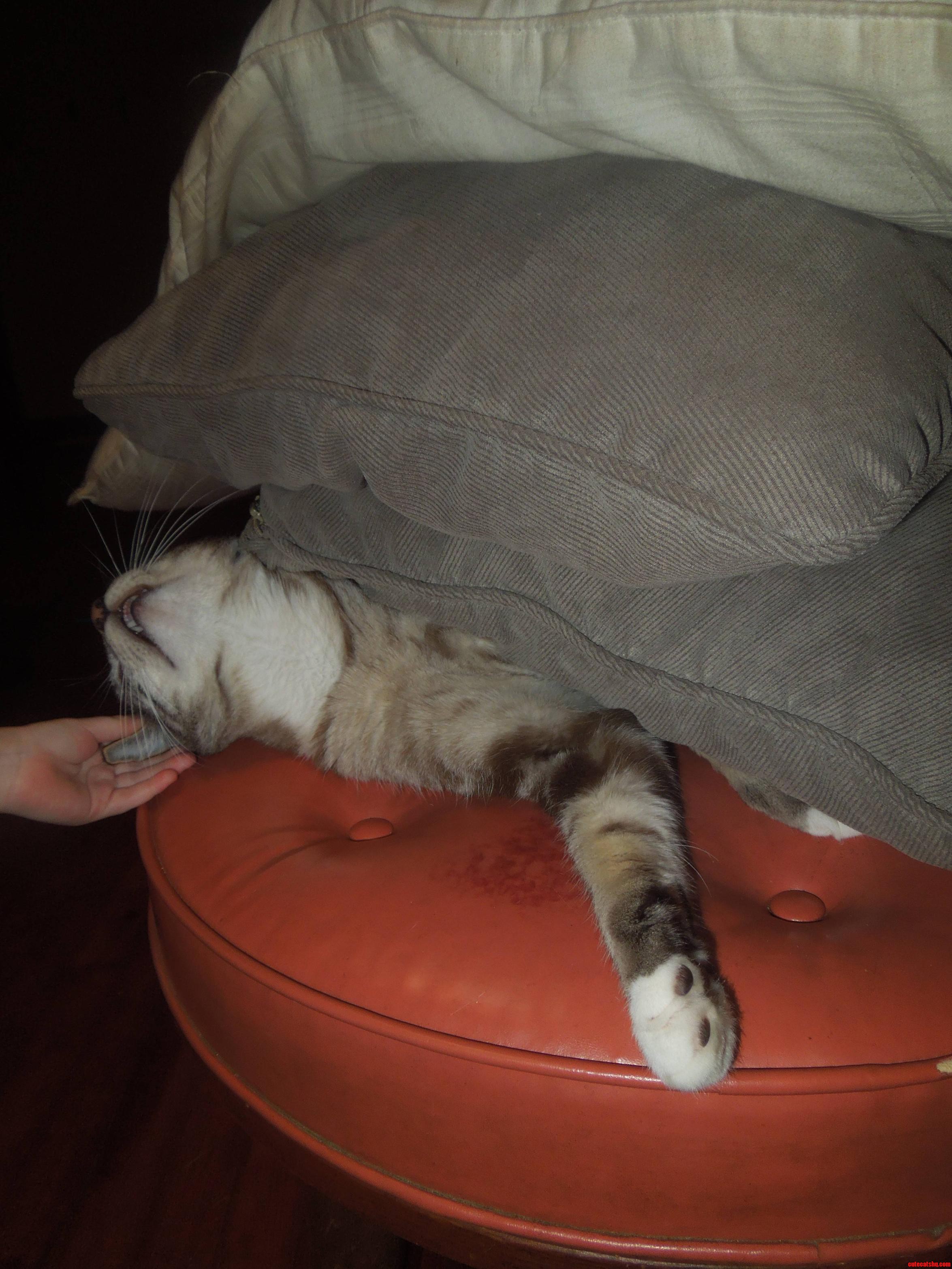 My Toddler Likes to Stack Things on the Cat. He S Okay with It.