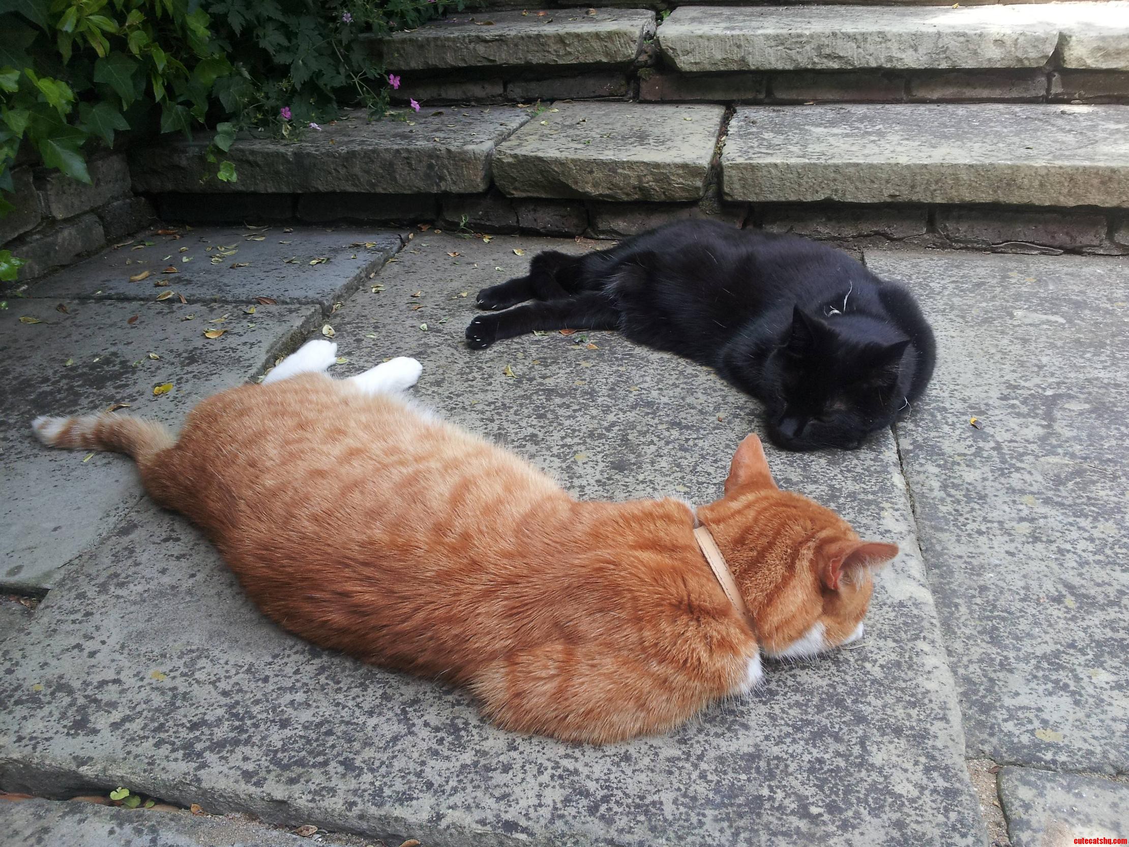 My Two Lovely Cats Enjoying the Elusive British Sun