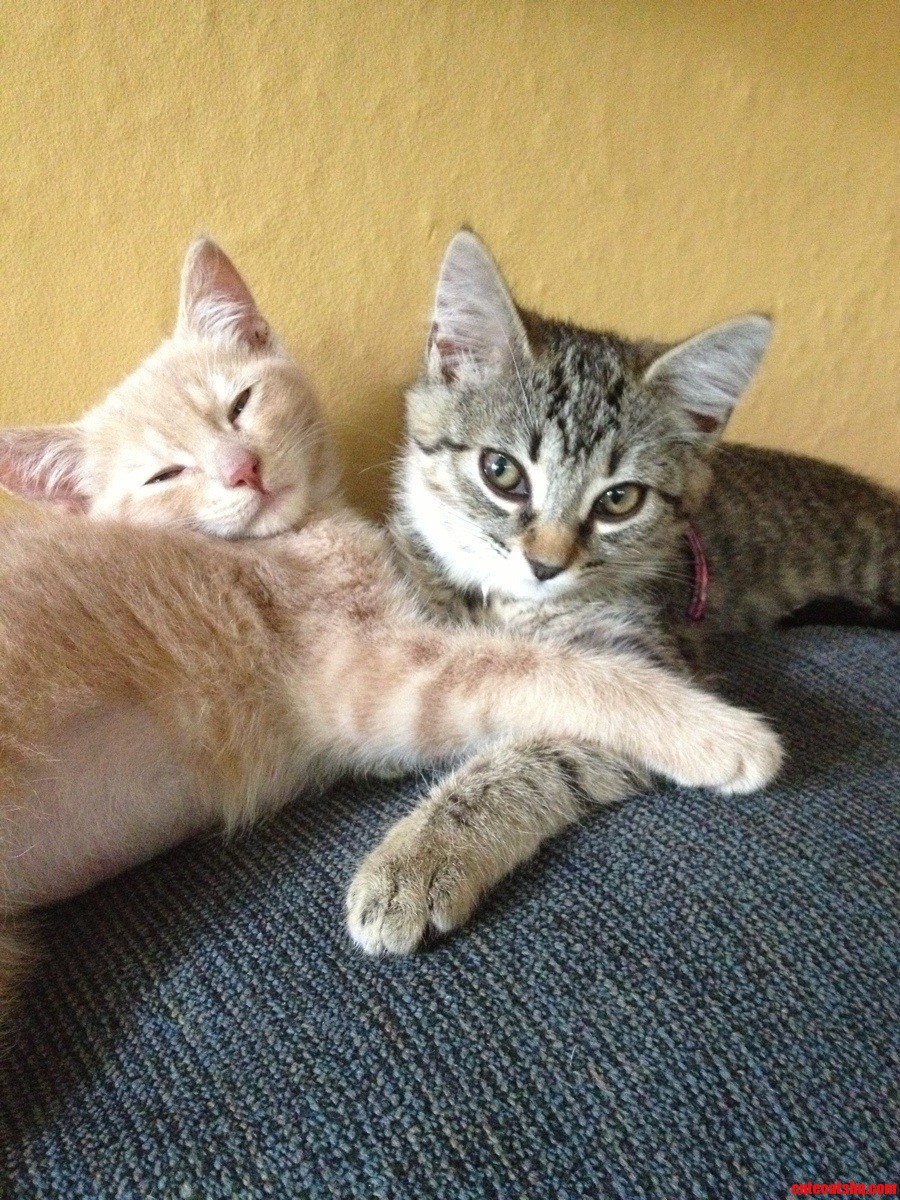 My Two New Adopted Kittens  Hyde and Zeke