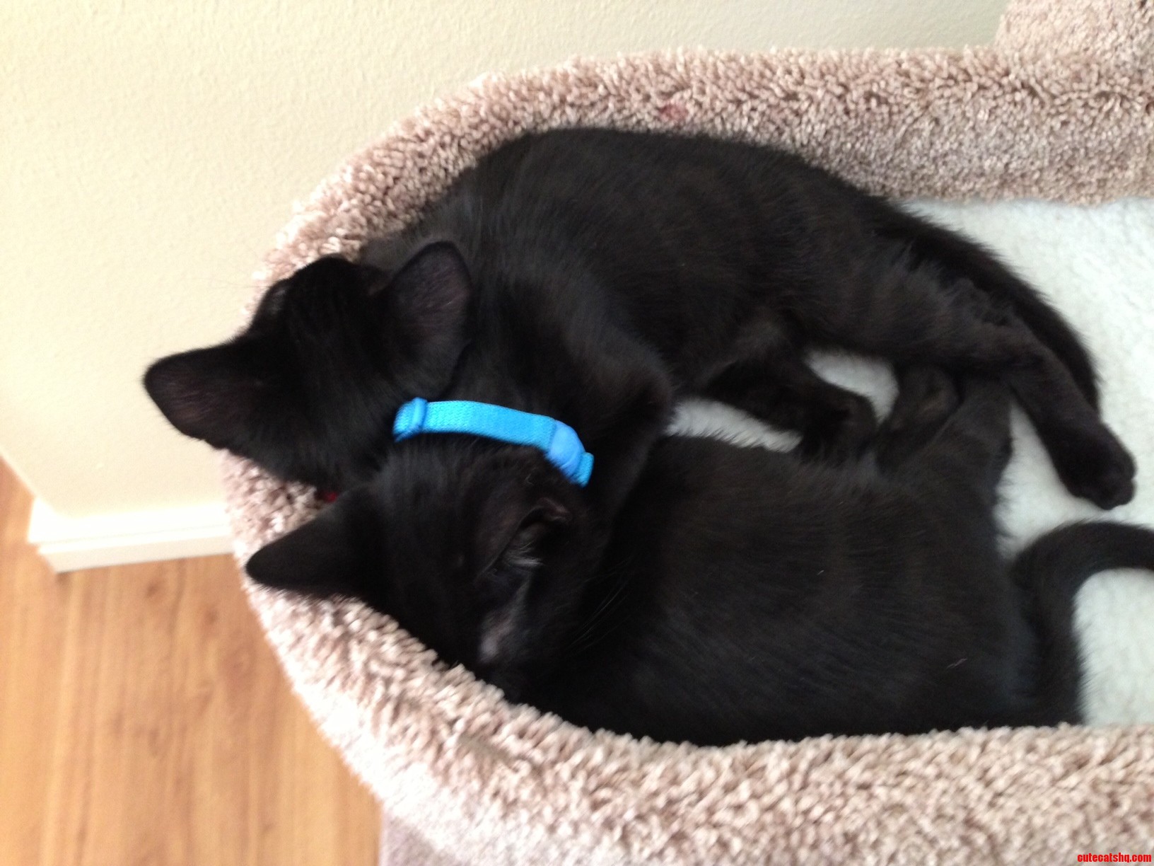 My Two New Kittens  Just Taking a Snooze...