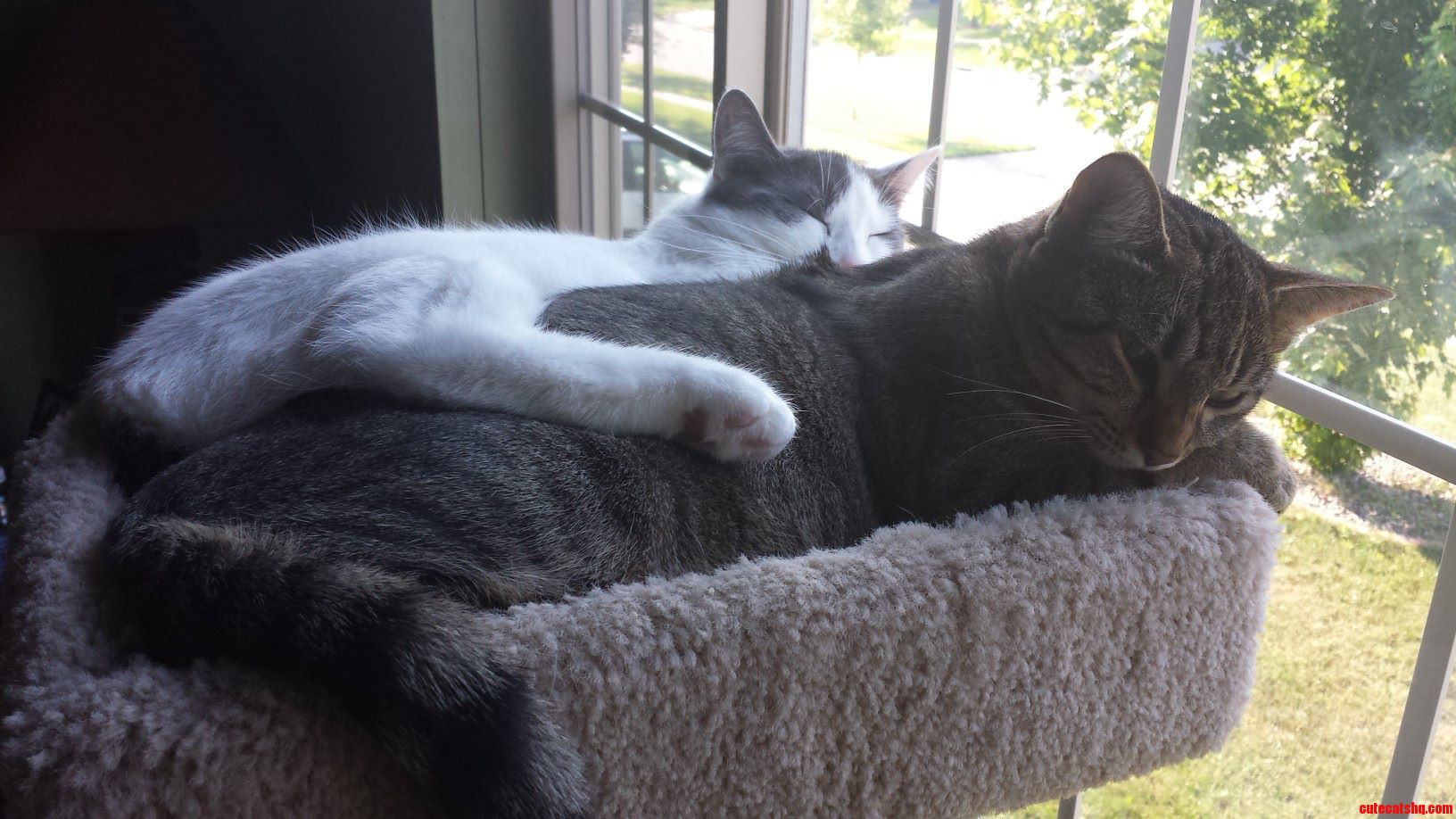 Nap Time for the Girls.