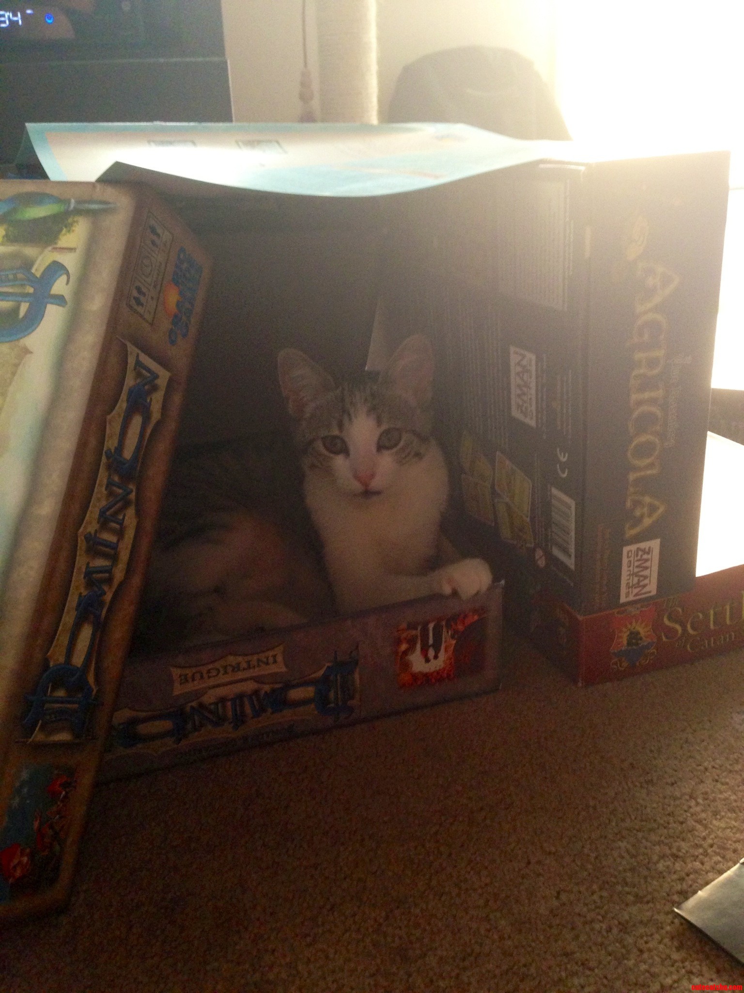 Nerd Kitten.