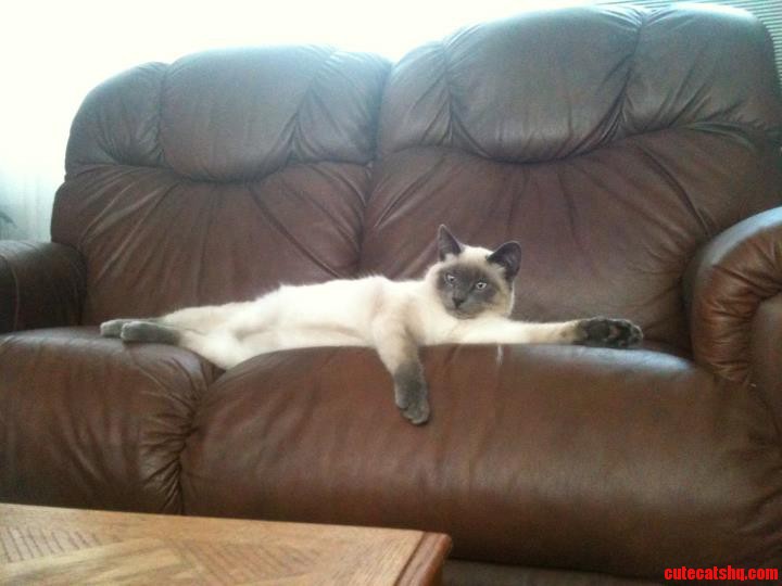 Newly Discovered Madagascar Siamese Lemur