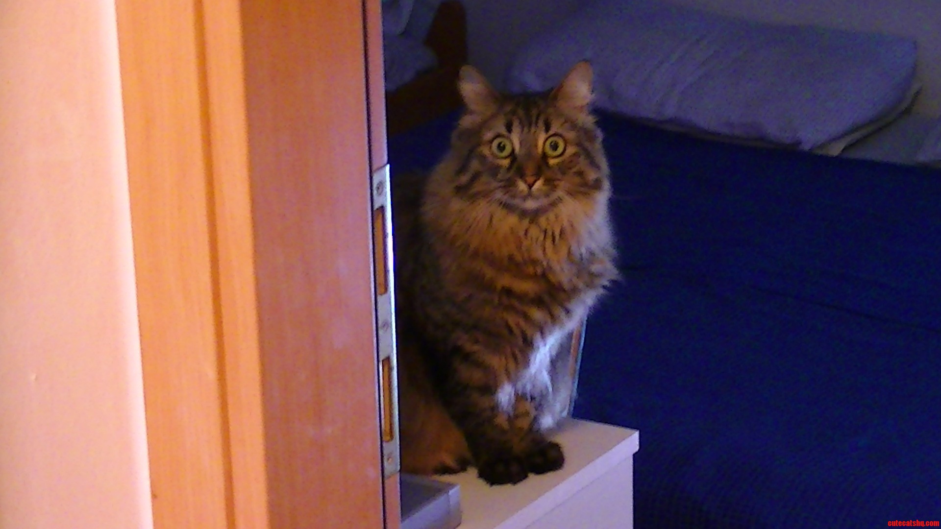 Nidalee  the Overly-terrified Cat.