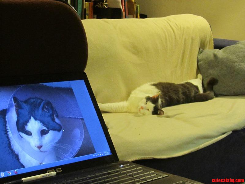 No  Human. You Are Not Allowed on My Sofa.