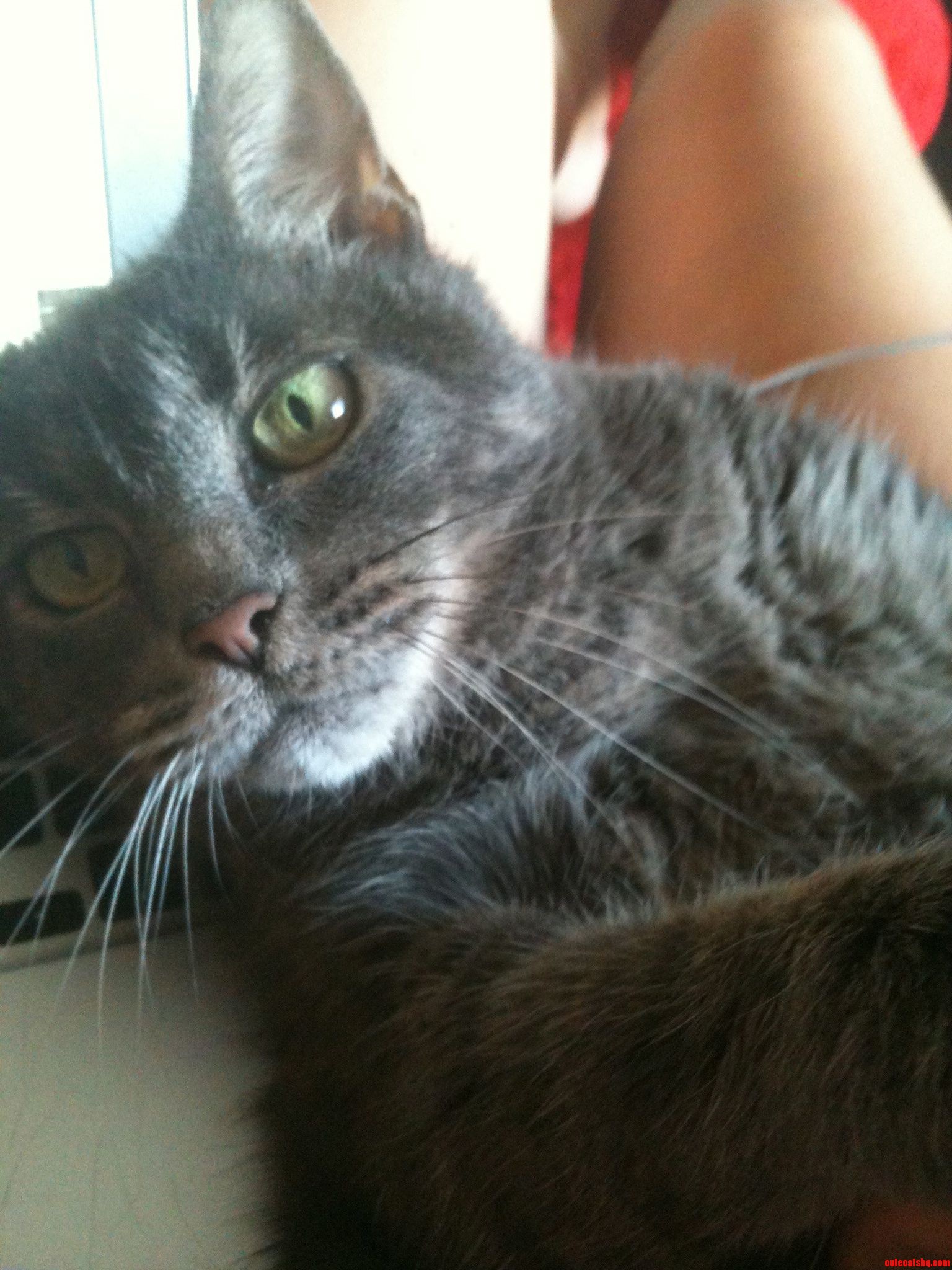 Obsessed with My Cats Bright Green Eyes