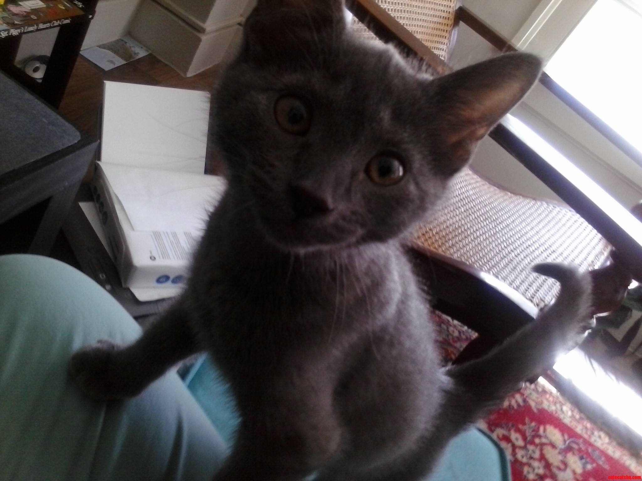 Oh  Hello