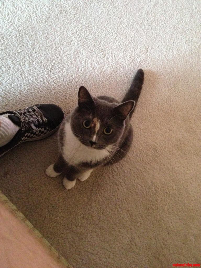 Oh No  Too Much Pupil and No Toy Within Reach. I M About to Be Attacked.