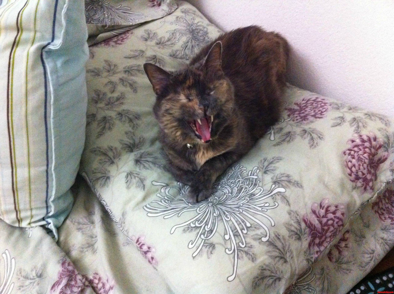 Oh  This Is Your Pillow Ha