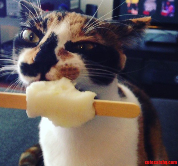 Ok Mitsey Also Likes Coconut Popsicles